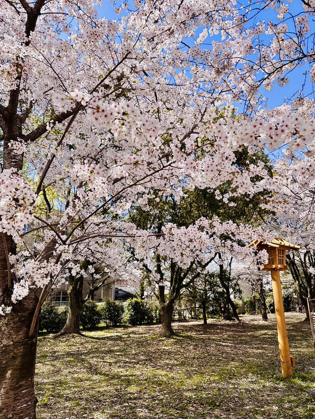 Mirror of Blossoms: A Stroll Around Ohori Park’s Sakura Ring