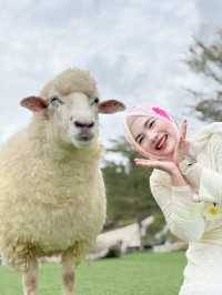 ฟาร์มแกะ ทุ่งสง  - นครศรีธรรมราช 🐑