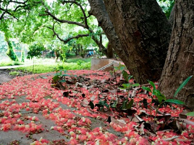National Botanical Garden – Dhaka’s Living Green Museum