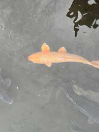 백조와 후지산을 한 눈에 담을 수 있는 호수?🦢