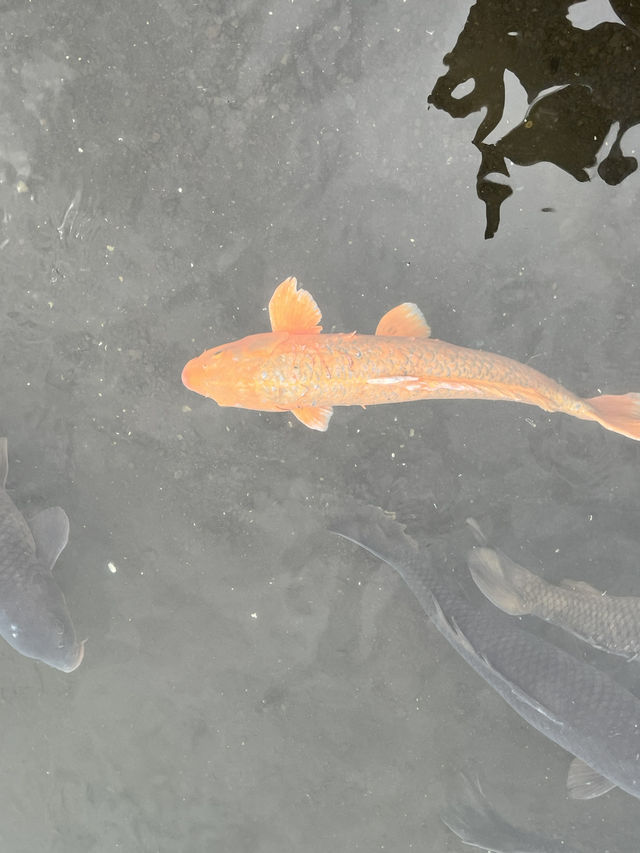 백조와 후지산을 한 눈에 담을 수 있는 호수?🦢