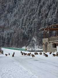 อุทยานธารน้ำแข็งต๋ากู (Dagu Glacier National Park)