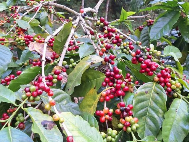 The First Valley Coffee Academy
