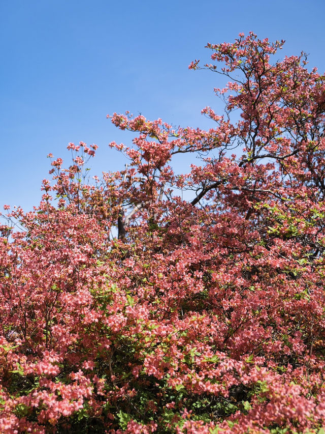 【行く前にこれ見て】色彩の洪水に心奪われる🌸💖🔥※観光攻略情報付き