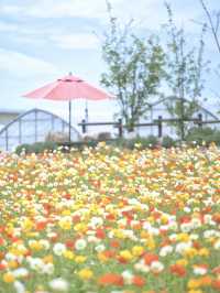春風に揺れるポピー畑に酔いしれる🌺🌼※観光攻略情報付き