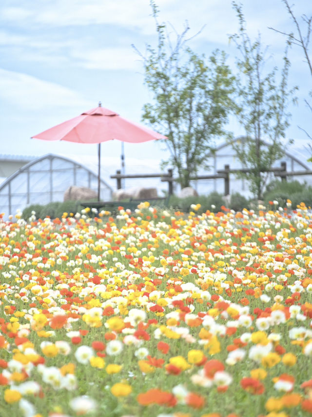 春風に揺れるポピー畑に酔いしれる🌺🌼※観光攻略情報付き