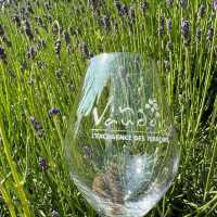 Lavaux Vineyard Terraces: A Summer Paradise of Sun, Wine & Alpine Views