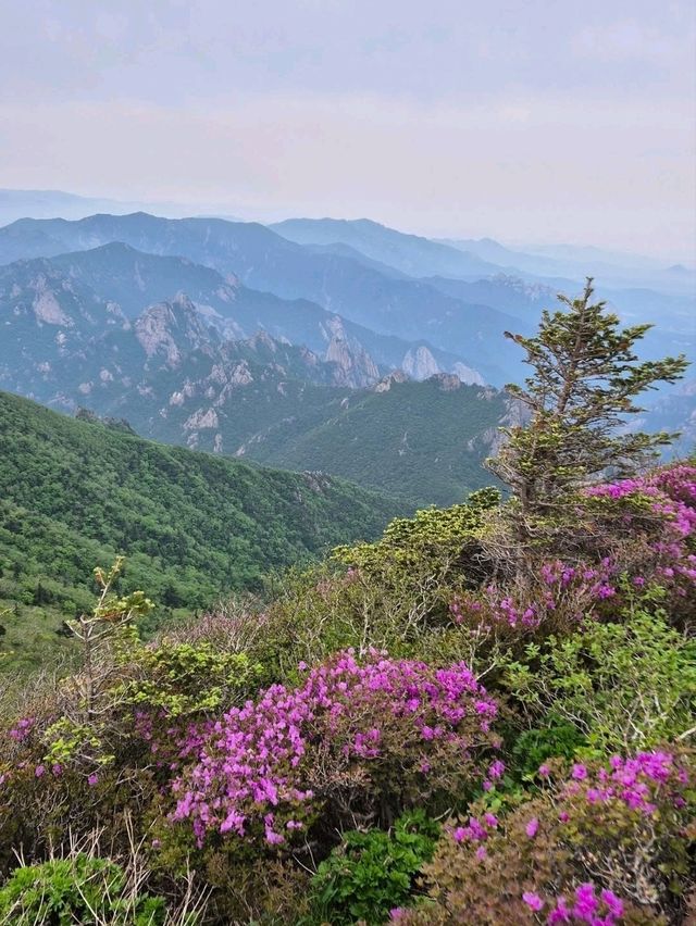 Pain, Glory & Sky-High Feels at Daecheongbong
