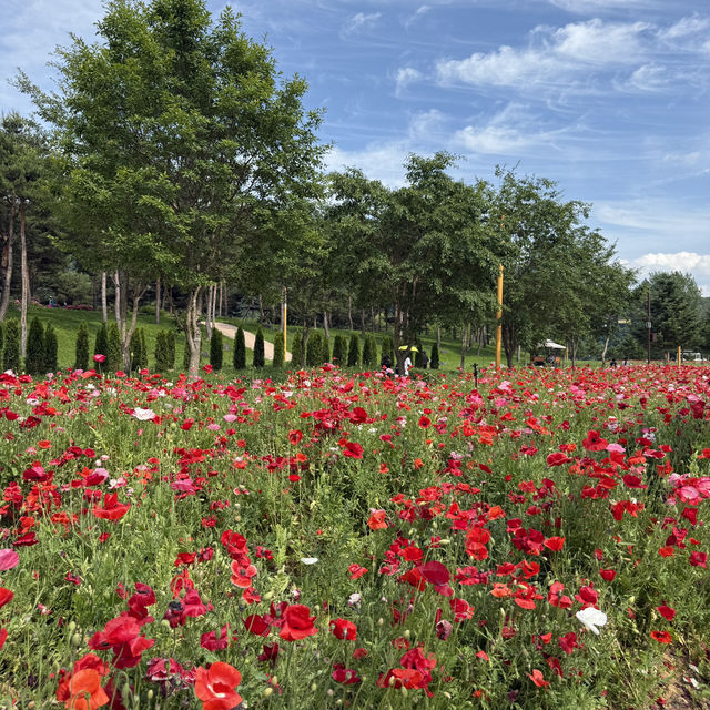 지금 당장 가야하는 자라섬 꽃🌺 페스타 ~2025.06.14
