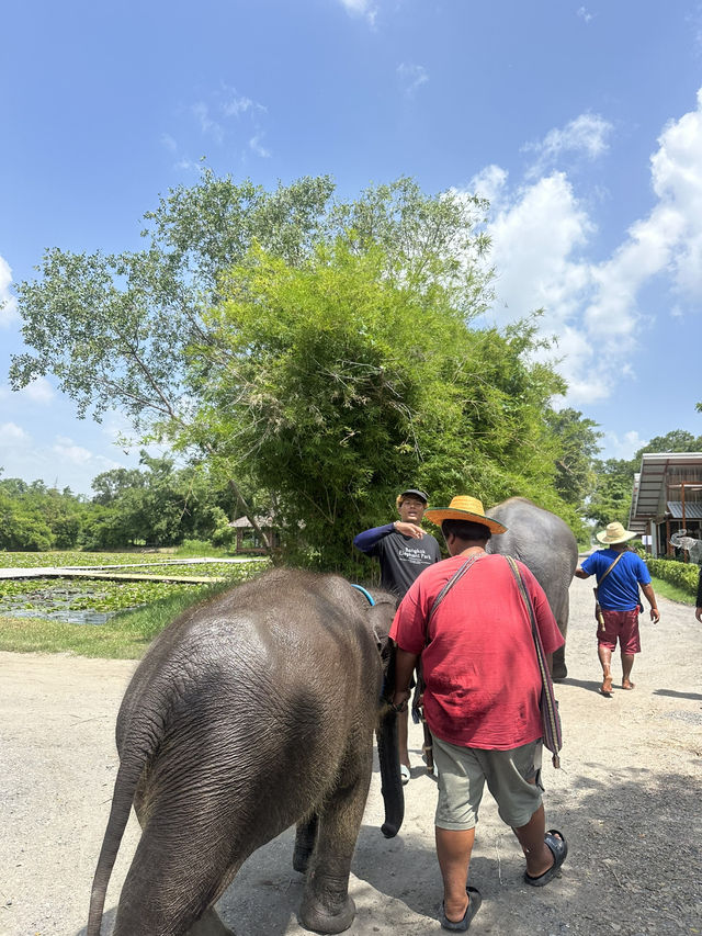 🐘코끼리랑 놀아볼래?🇹🇭