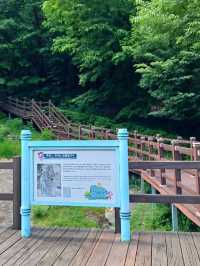 숲길 속 산책 추천 🌲