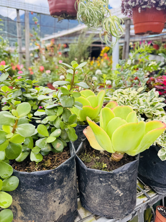 Succulent Heaven in Kundasang 