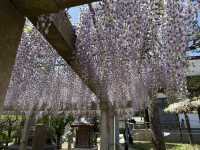 花開見佛-銚子妙福寺與來自京都的臥龍の藤
