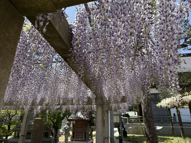 花開見佛-銚子妙福寺與來自京都的臥龍の藤