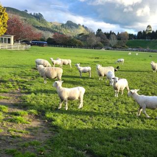 Rotorua 2-Day Itinerary