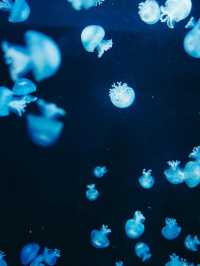 🎯【山形・加茂水族館（クラゲドリーム館）】クラゲに癒される、不思議な青の世界 💙 