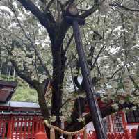 金運アップのご利益スポット⛩️山梨の「金櫻神社」へ