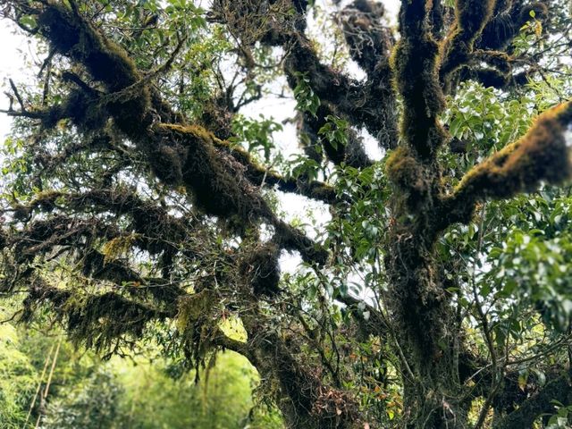 🌲【高黎貢山 · 穿越雲端的原始之境】