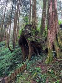 A Dreamy Walk at Alishan