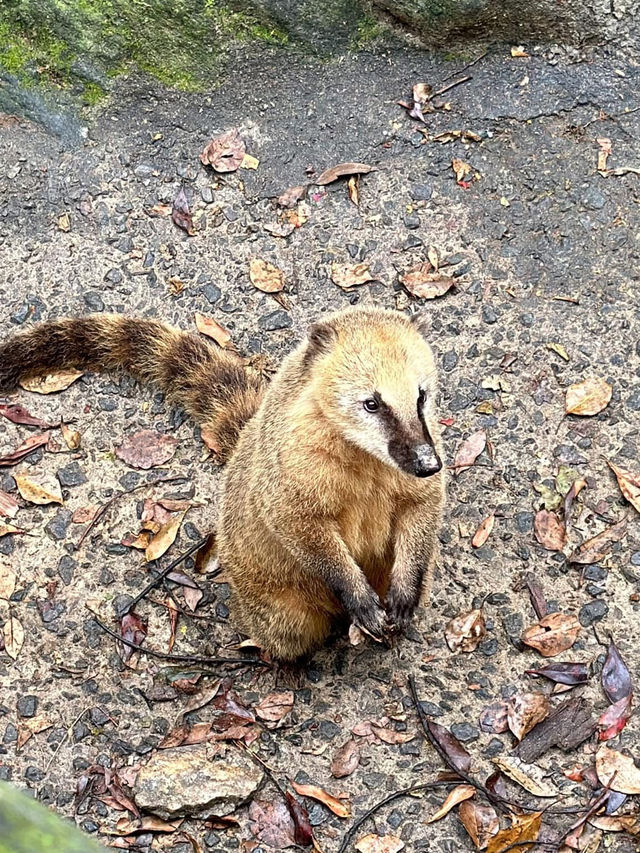 長崎Bio park- 教育與感動兼具的動物園