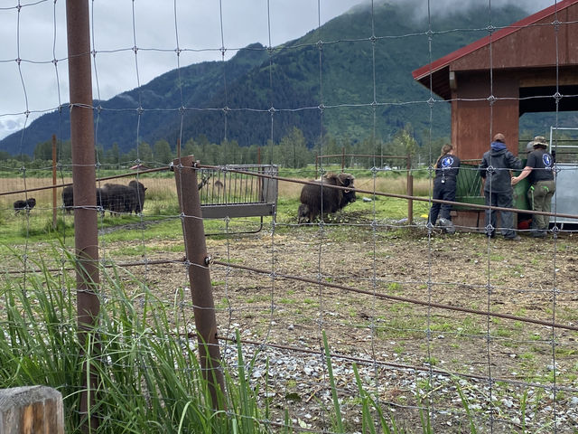 阿拉斯加野生動物保護與雪地風光
