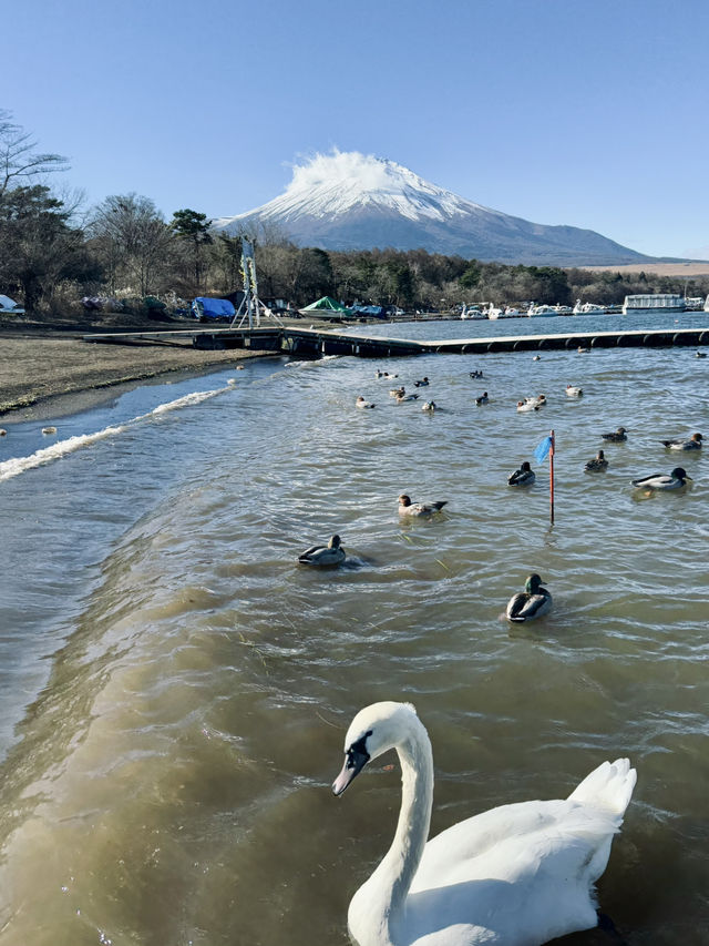Yamanakako Lake กับหงส์ตัวใหญ่