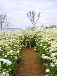 Flower-Filled Bliss in Hongseong