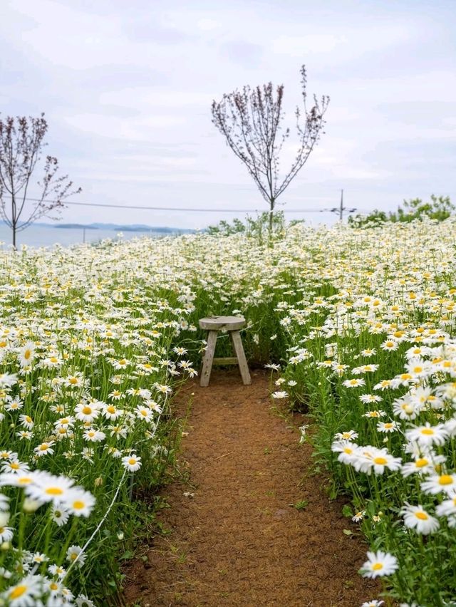 Flower-Filled Bliss in Hongseong