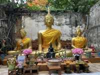 วัดสังกระต่าย วัดสวย อ่างทอง มหัศจรรย์ต้นโพธิ์ล้อม