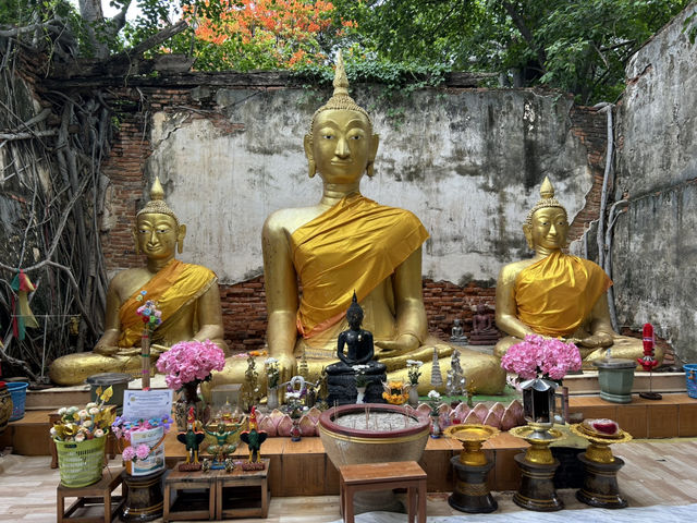 วัดสังกระต่าย วัดสวย อ่างทอง มหัศจรรย์ต้นโพธิ์ล้อม