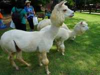 Alpaca Hill อ. สวนผึ้ง จ. ราชบุรี