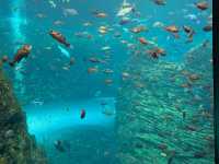 上越市立水族博物館（色調非常漂亮）