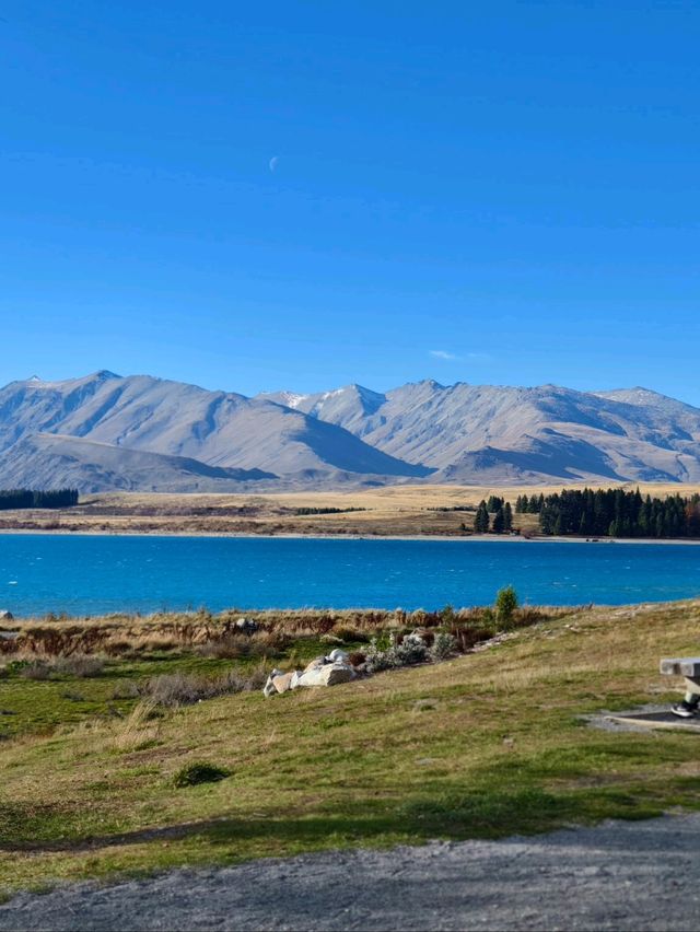 Picnics and Playtime by the Turquoise Treasure: Lake Tekapo Fun!