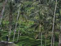 Tegallalang Rice Terraces: Bali's Soul, Beyond the Postcard! 🌴🌾