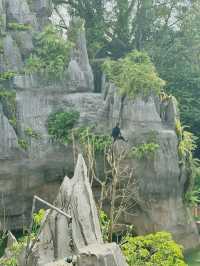 Singapore’s New Jungle Adventure: Caves, Climbs & Wild Thrills Await! 🧗🌿🇸🇬