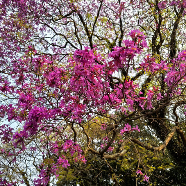 🎡歐德公園🎡歡樂天地 🌳