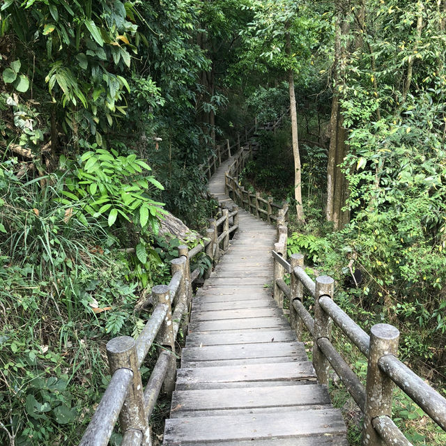 台南新化林場