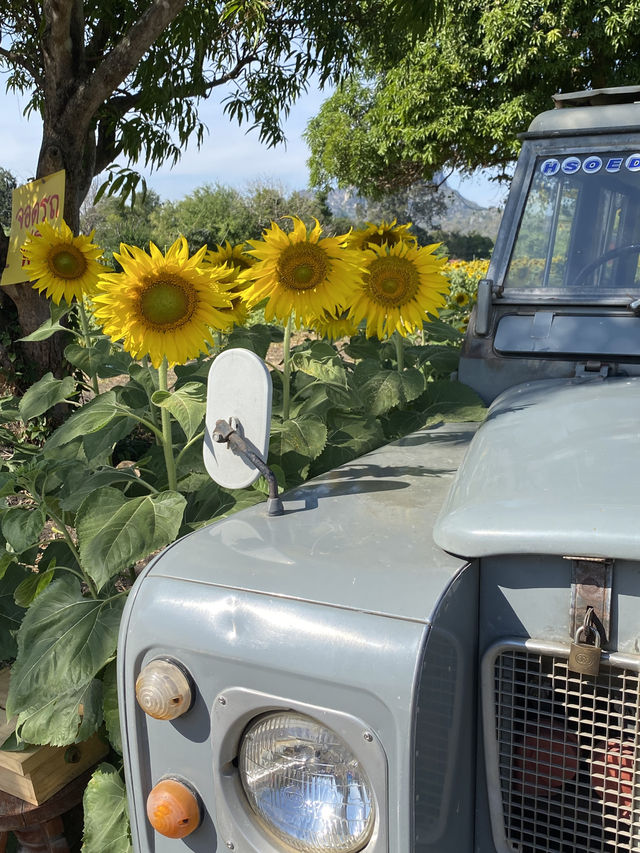 🌻✨ทุ่งทานตะวัน ใกล้กรุงเทพ‼️