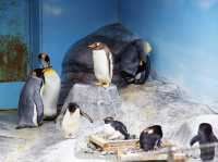 🐧 A Whimsical Day at Noboribetsu Marine Park Nixe