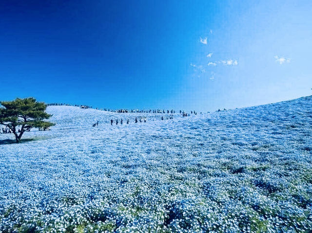 🌻 Solo Adventure: Hitachi Seaside Park – A Kaleidoscope of Nature