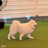 #คาเฟ่ศรีราชา #Corgandkoff #คาเฟ่ชลบุรี 