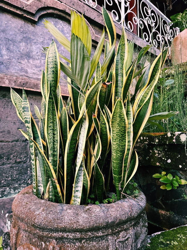 Chakra Living Ubud – A Sanctuary for the Soul