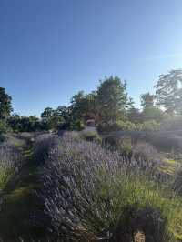Lavender Land推介🪻