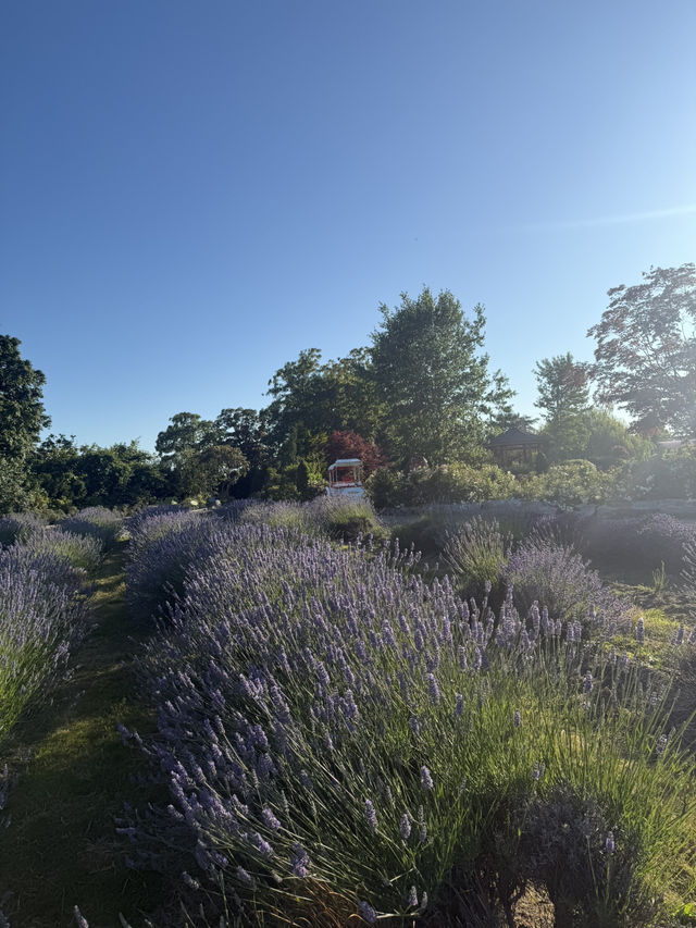 Lavender Land推介🪻