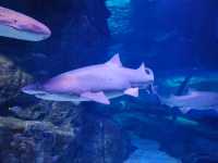 Exploring SEA LIFE