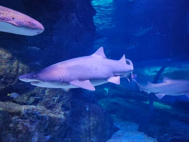 Exploring SEA LIFE