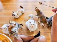 Cat Sky Bar Cafe - Pattaya