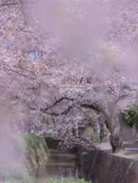 【哲学の道】静けさの中に思索が宿る🌸四季と心を歩く散策路