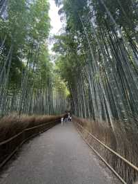 Magic, Streets & Shrines: From Osaka to Kyoto via Nara