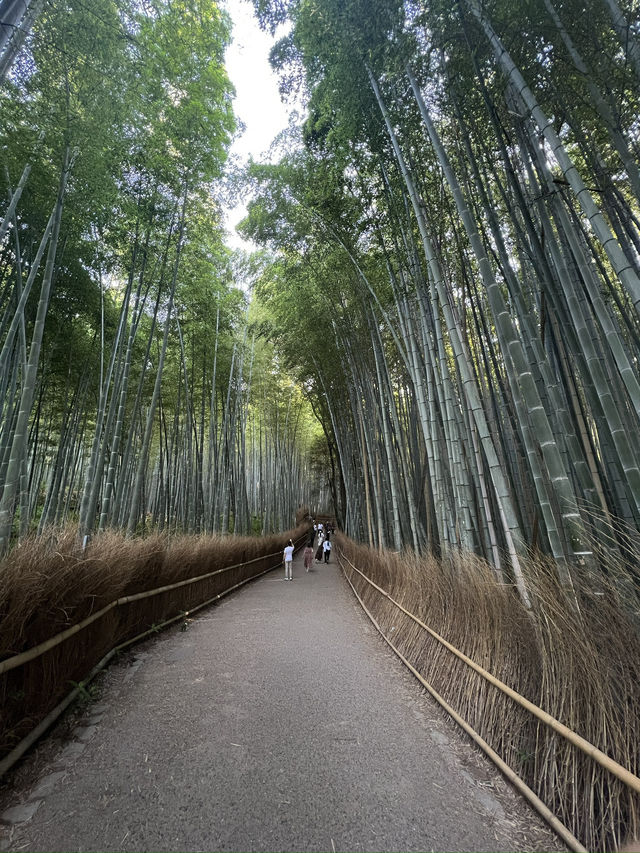 Magic, Streets & Shrines: From Osaka to Kyoto via Nara